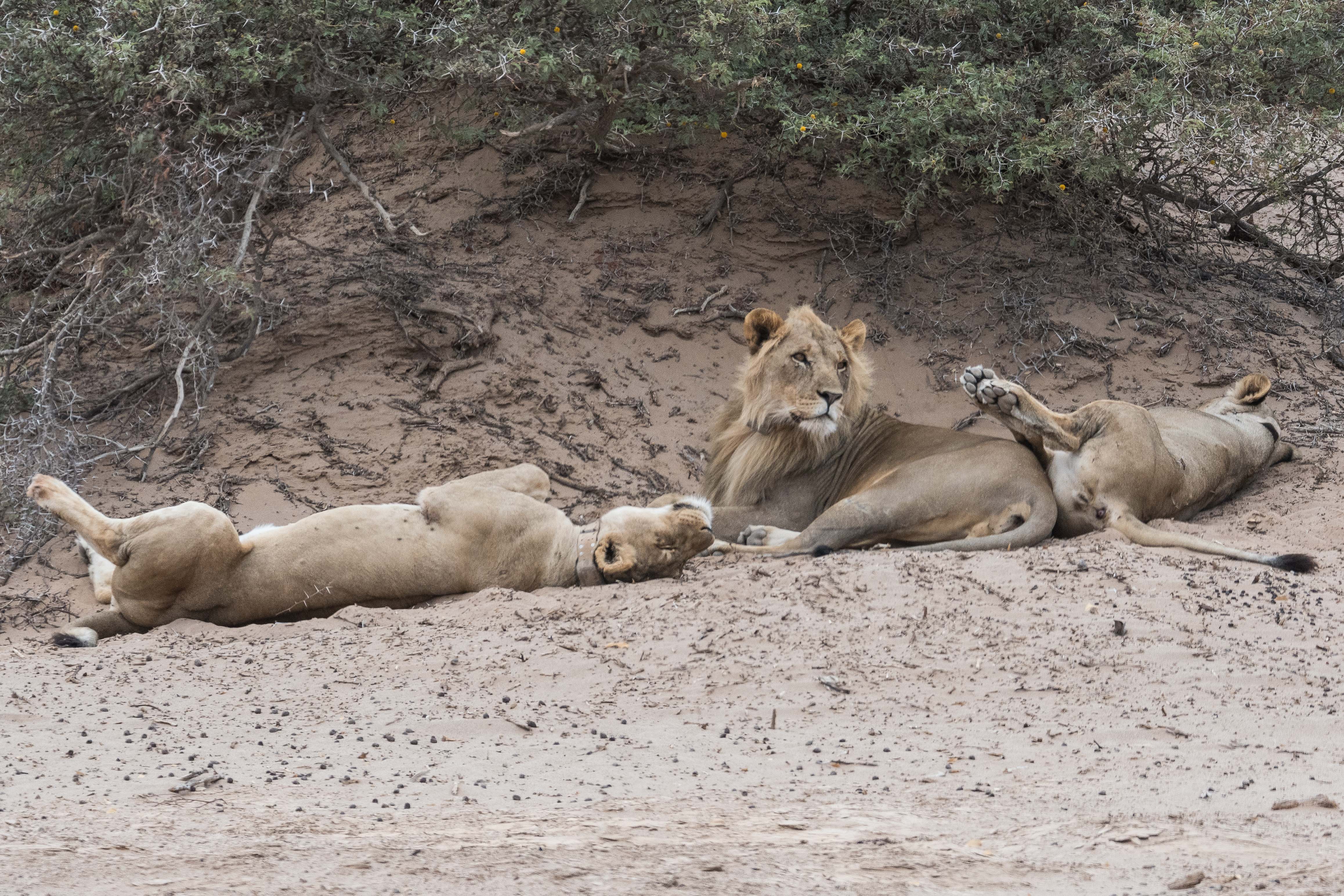 Lions adaptés au désert (Desert-adapted lions, Panthera leo), jeune mâle et 2 femelles se reposant, Vallée de l'Hoanib, Kaokoland, Namibie.